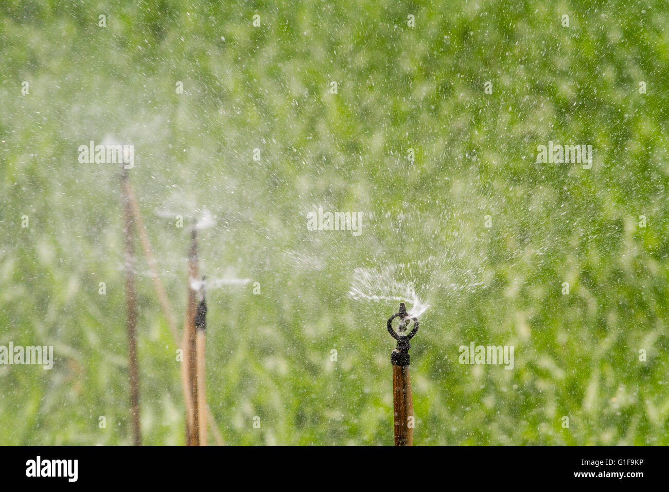 Dans le nord de la Thaïlande, ces champs avec des plants de maïs sont pulvérisés dans les montagnes avec de l'eau Banque D'Images