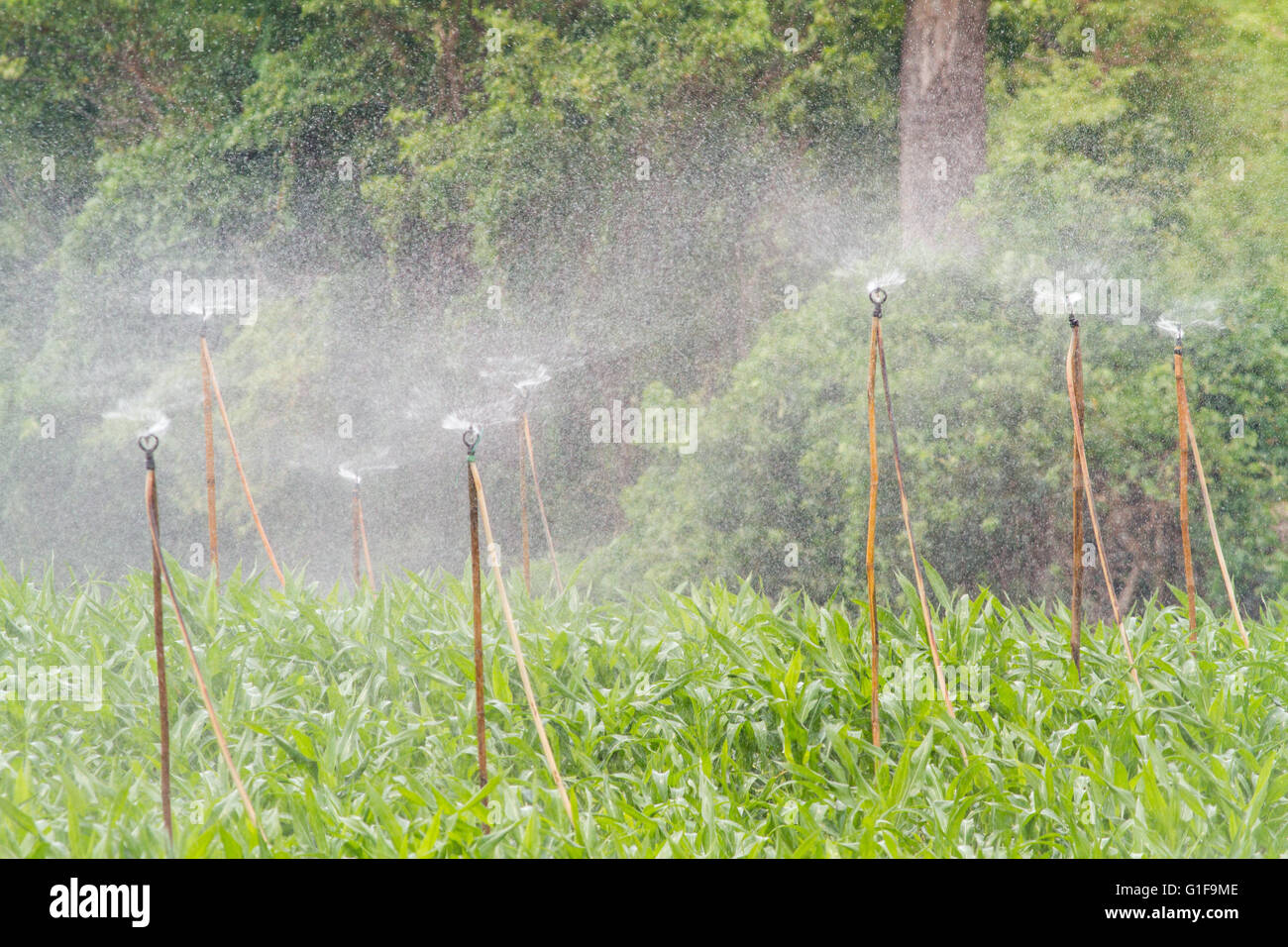 Dans le nord de la Thaïlande, ces champs avec des plants de maïs sont pulvérisés dans les montagnes avec de l'eau Banque D'Images