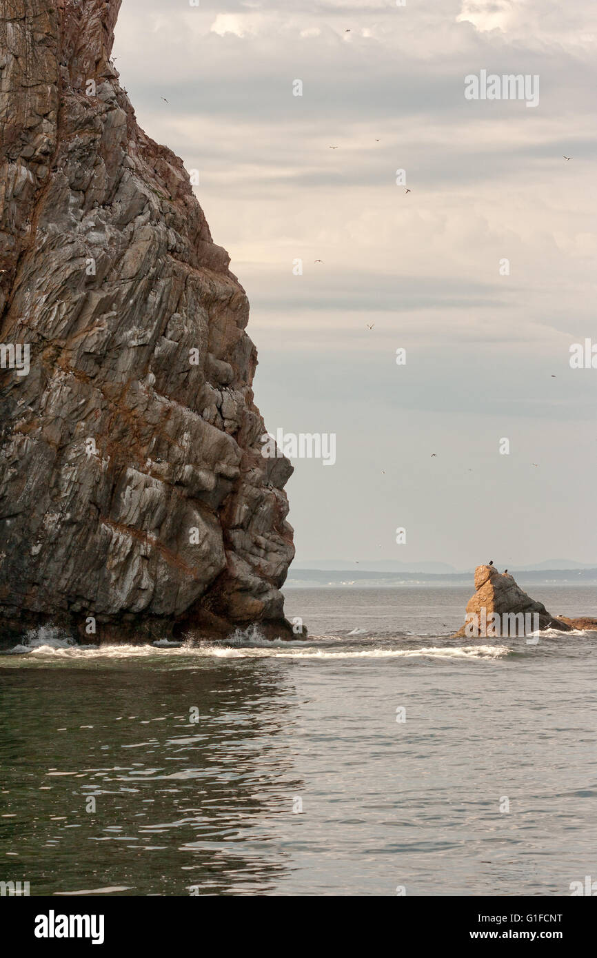 Les colonies de nidification sur le bord du Rocher Percé. Banque D'Images