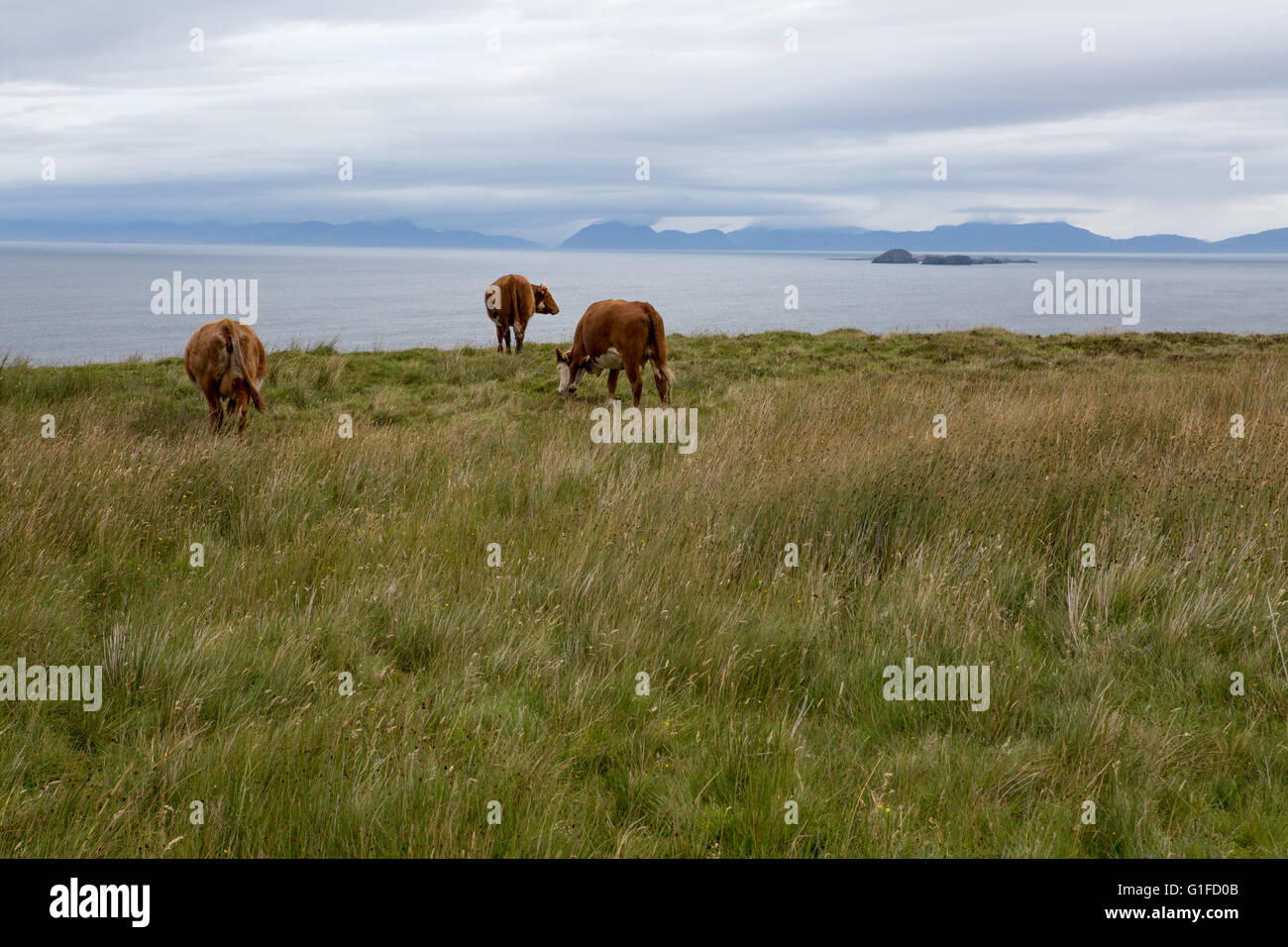Vaches à aire de répartition libre sur un champ donnant sur l'océan Banque D'Images