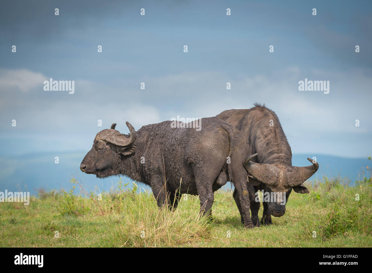 L'Afrique, ou Buffle (Syncerus caffer), le pâturage sur les plaines fertiles du cratère du Ngorongoro en Tanzanie Banque D'Images