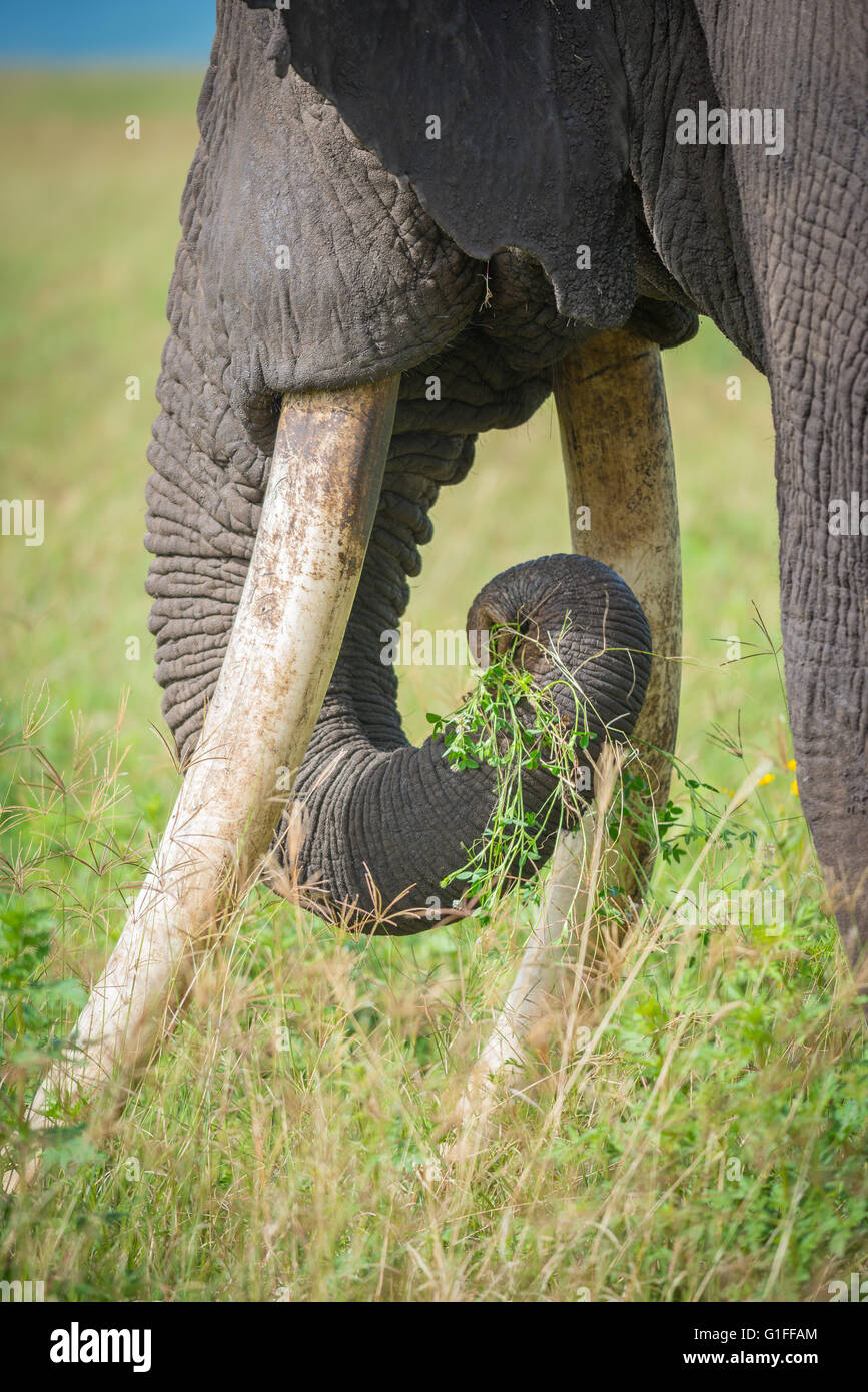 Un close up image d'un grand éléphant mâle adultes sur le pâturage de graminées fertile dans le cratère du Ngorongoro en Tanzanie, Afrique de l'Est Banque D'Images