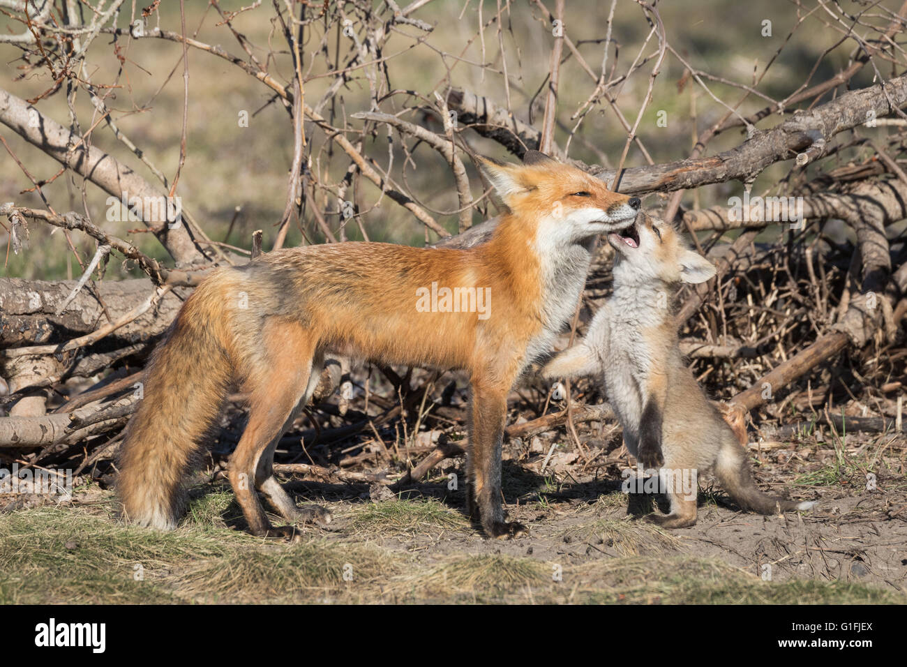 Red Fox espièglerie mordre mère Kit Banque D'Images