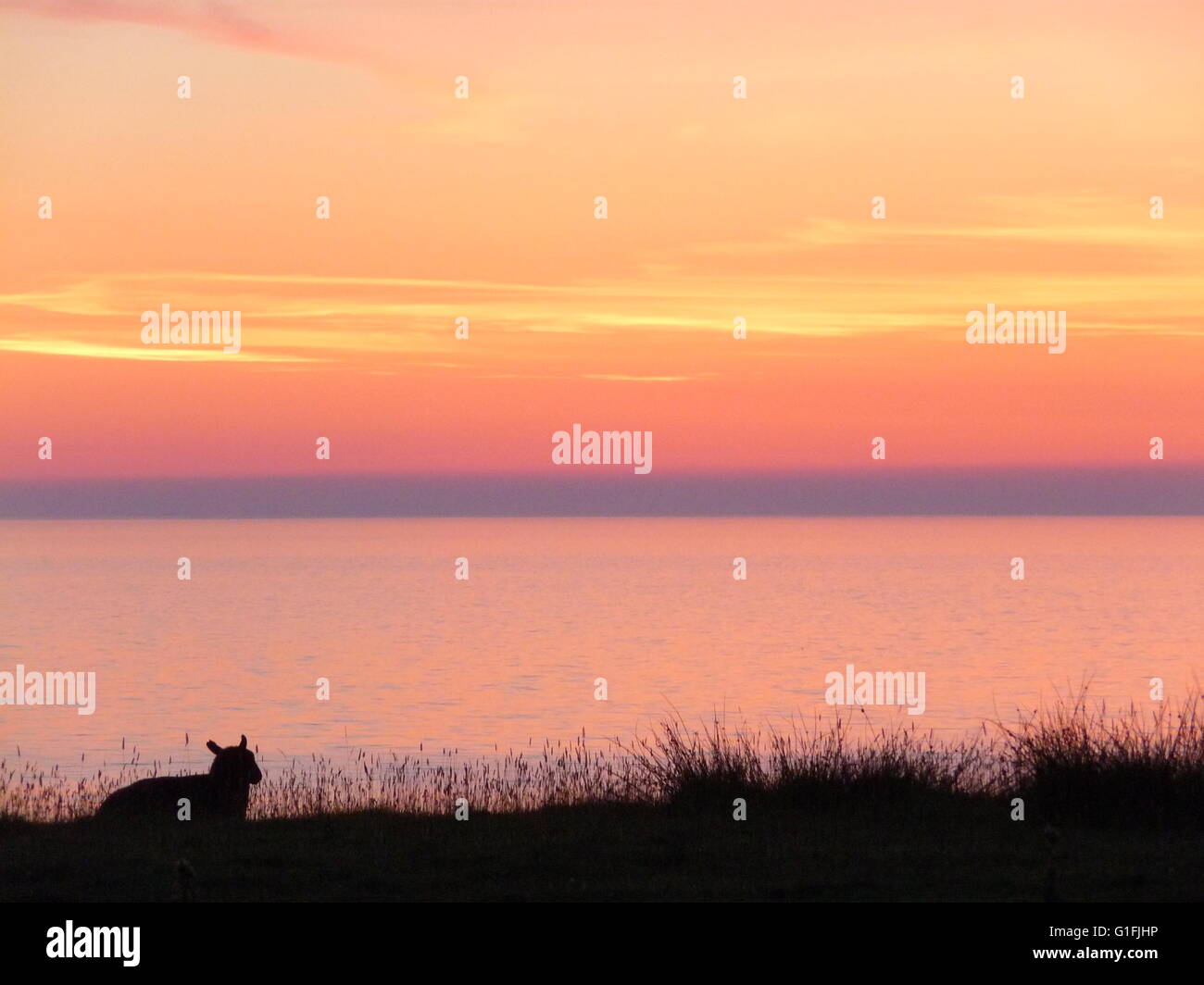 Coucher de soleil sur la mer des Hébrides avec mouton découpé sur la mer Banque D'Images