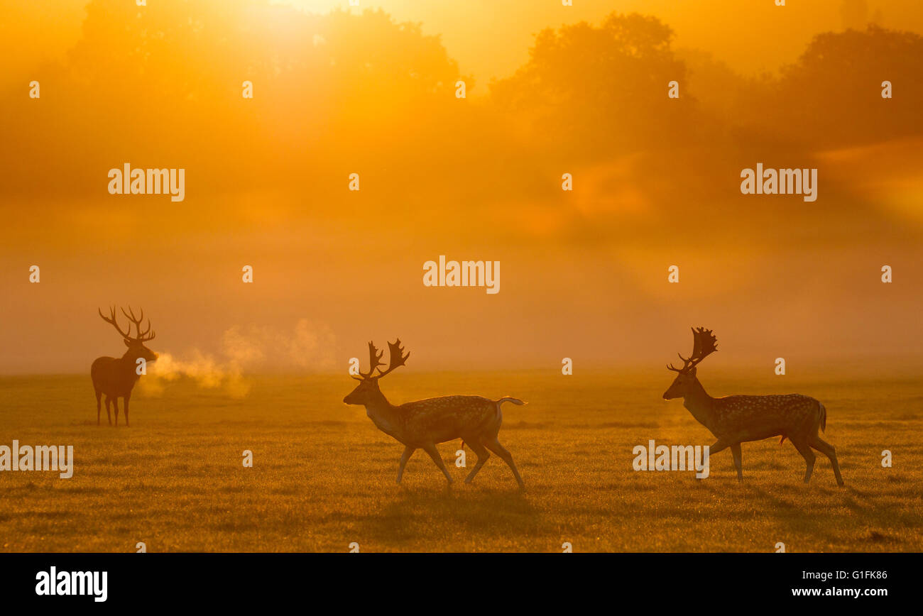 Red Deer au lever du soleil Banque D'Images