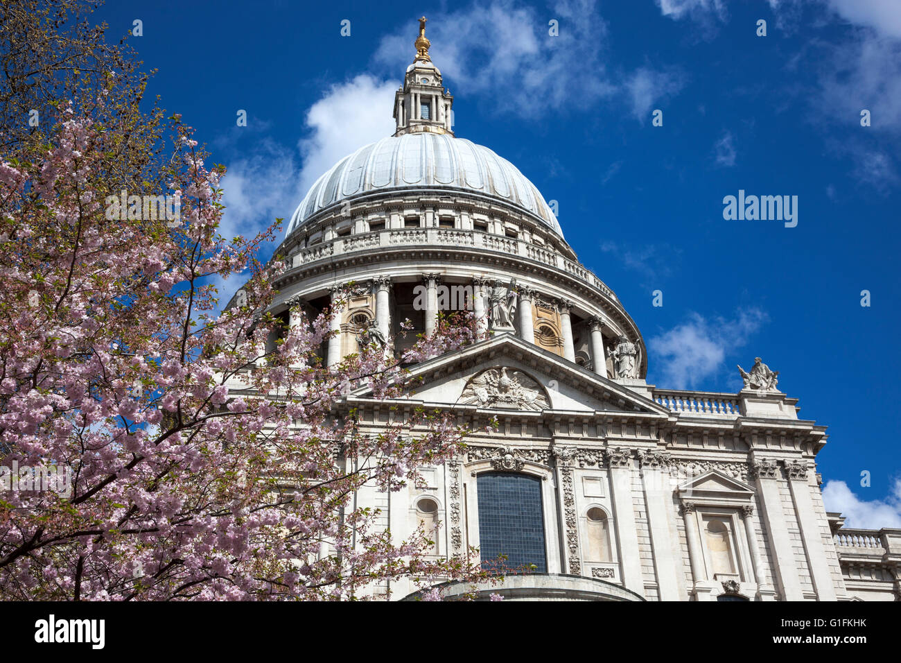 La Cathédrale St Paul à ressort avec arbre en fleurs, London, UK Banque D'Images