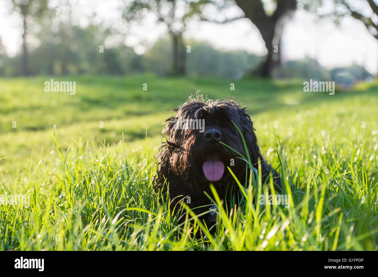 Un chien noir bénéficie de l'ensoleillement Banque D'Images