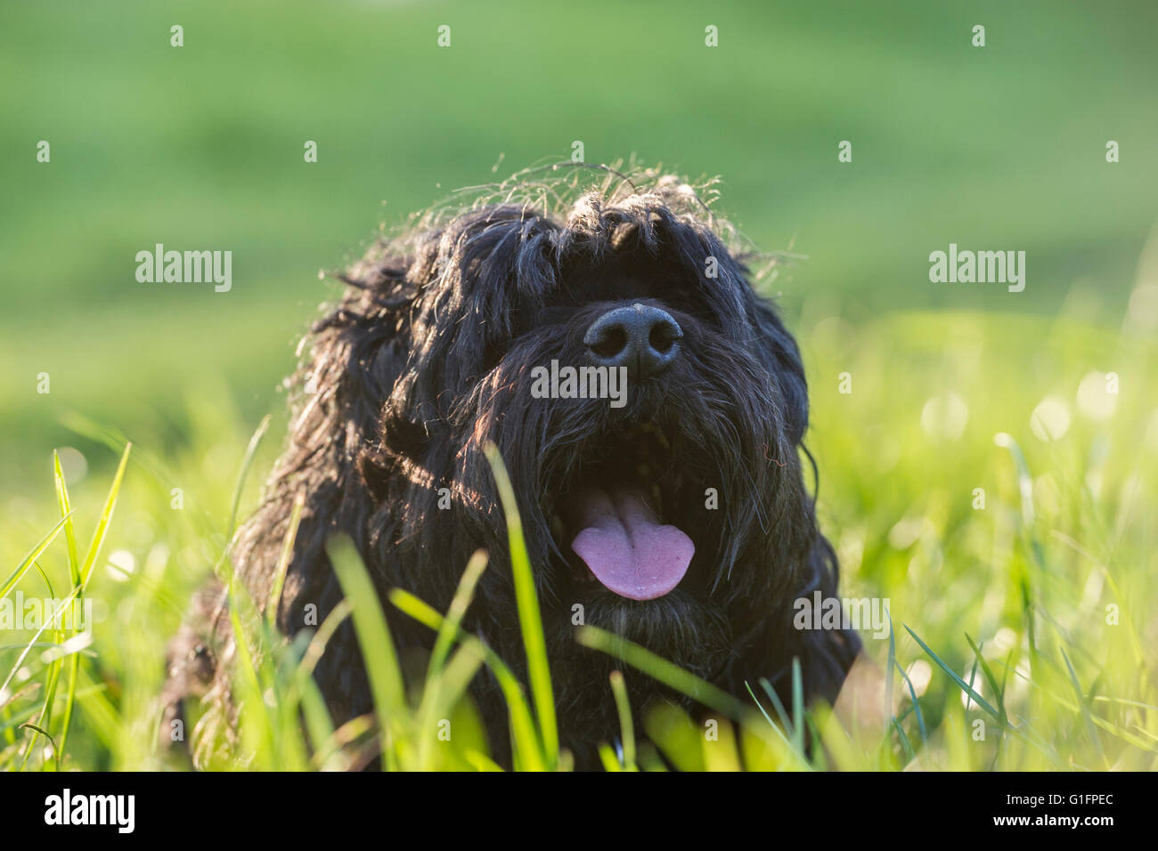 Un chien noir bénéficie de l'ensoleillement Banque D'Images
