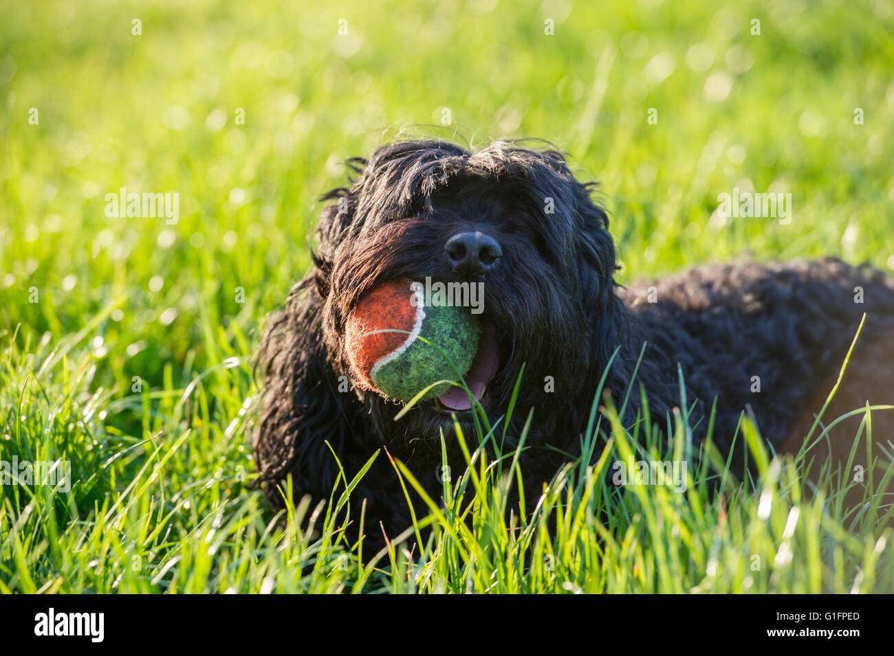 Un chien noir bénéficie de l'ensoleillement Banque D'Images