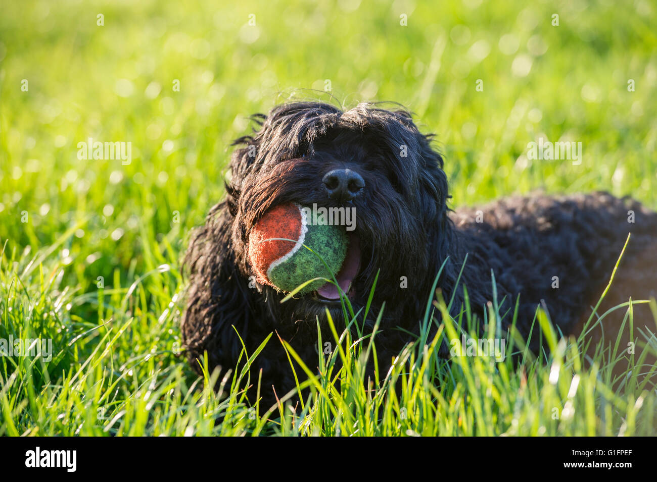 Un chien noir bénéficie de l'ensoleillement Banque D'Images