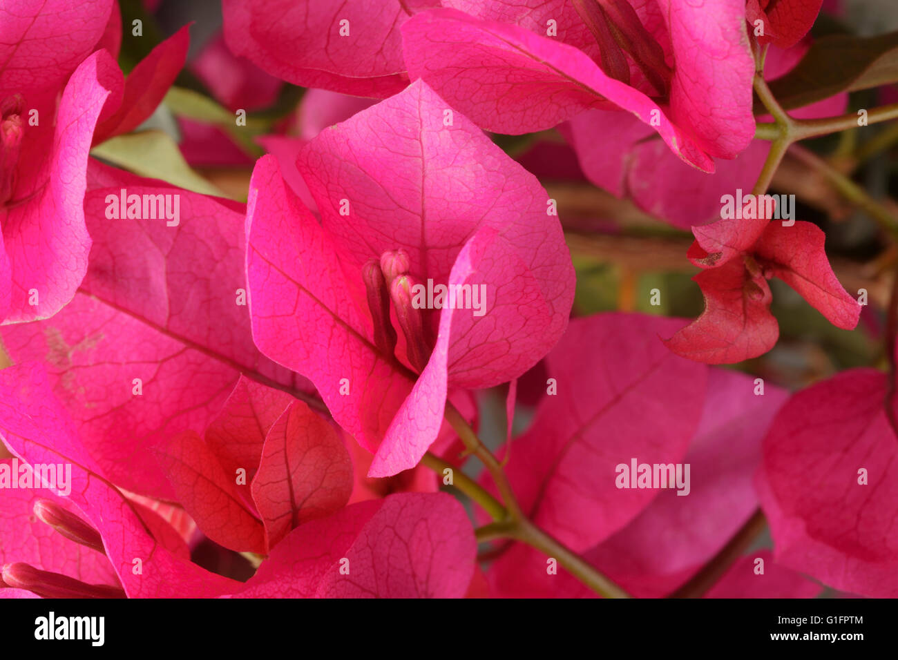 Fleurs de bougainvilliers Banque D'Images