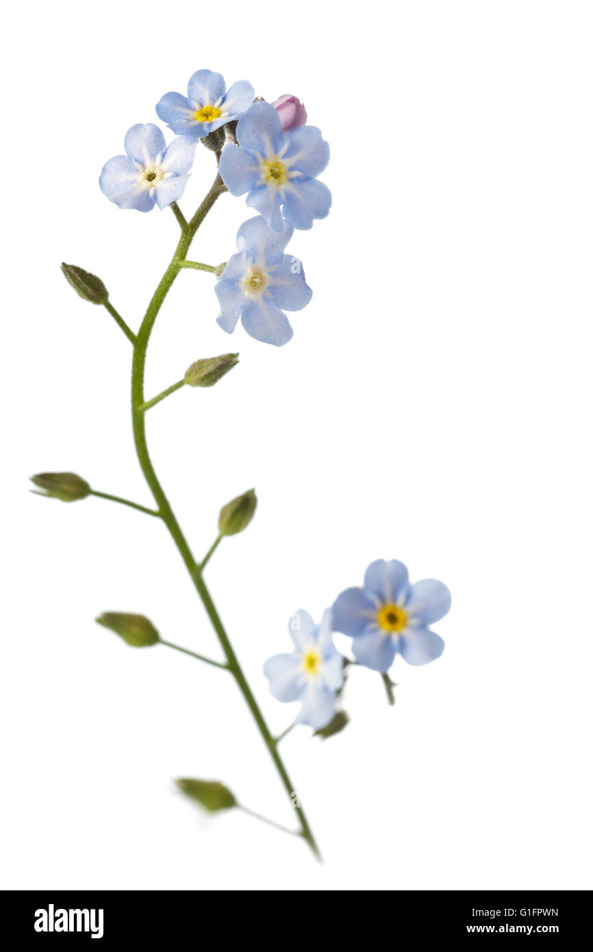 Les fleurs ne m'oublie pas Banque D'Images