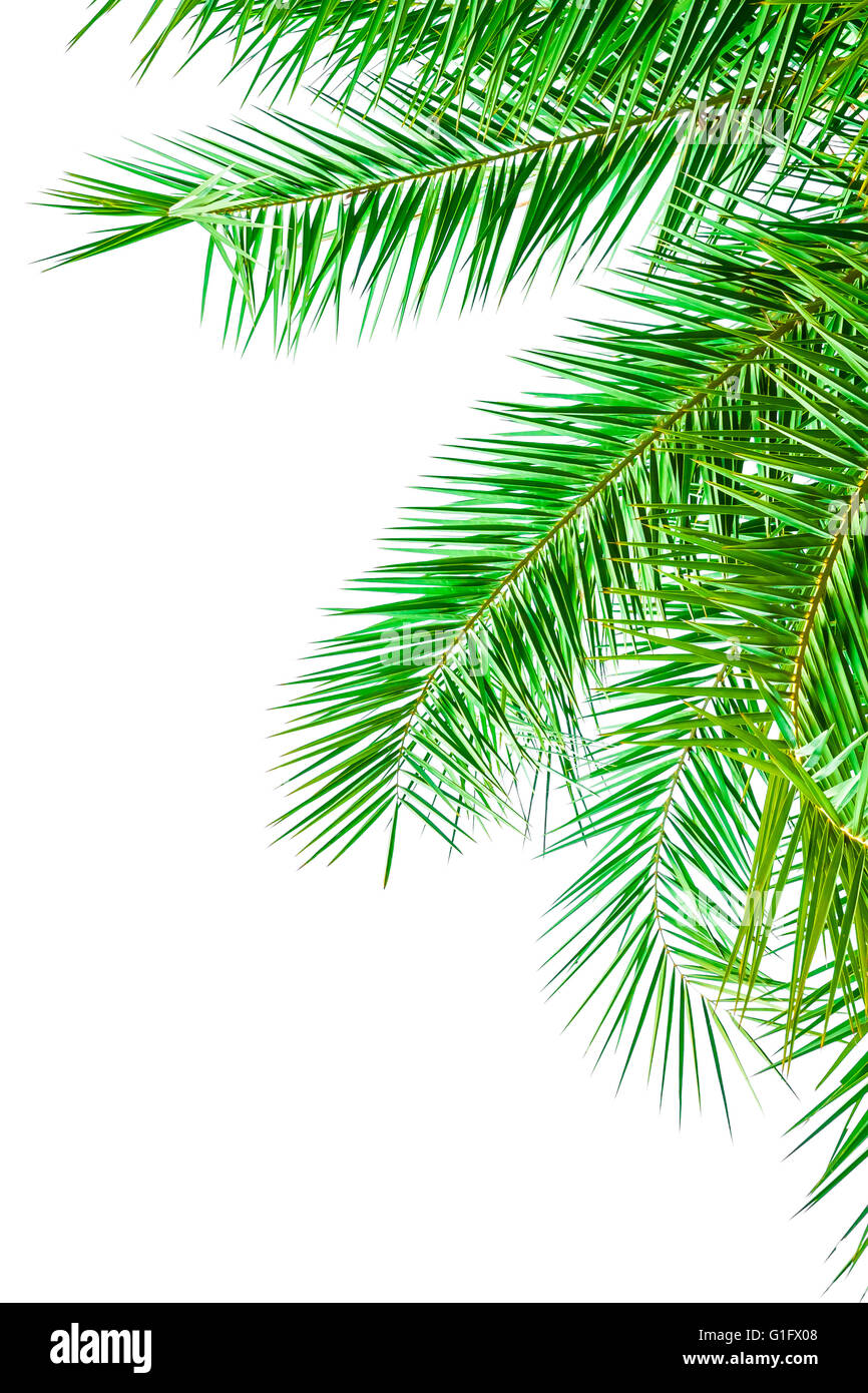 Feuilles de palmier isolé sur fond blanc. Banque D'Images