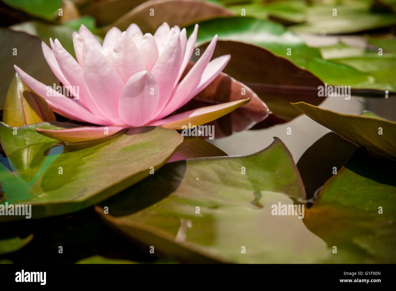 Lotus nénuphar rose ou en fleurs avec des feuilles dans l'étang. Banque D'Images