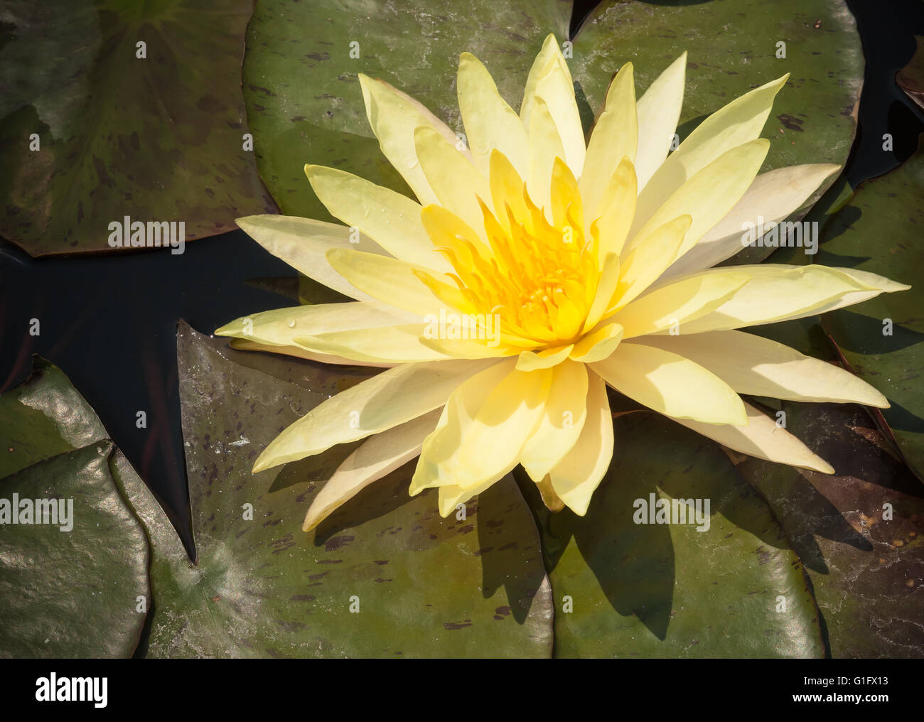 Lotus nénuphar jaune ou en fleurs avec des feuilles dans l'étang . Banque D'Images