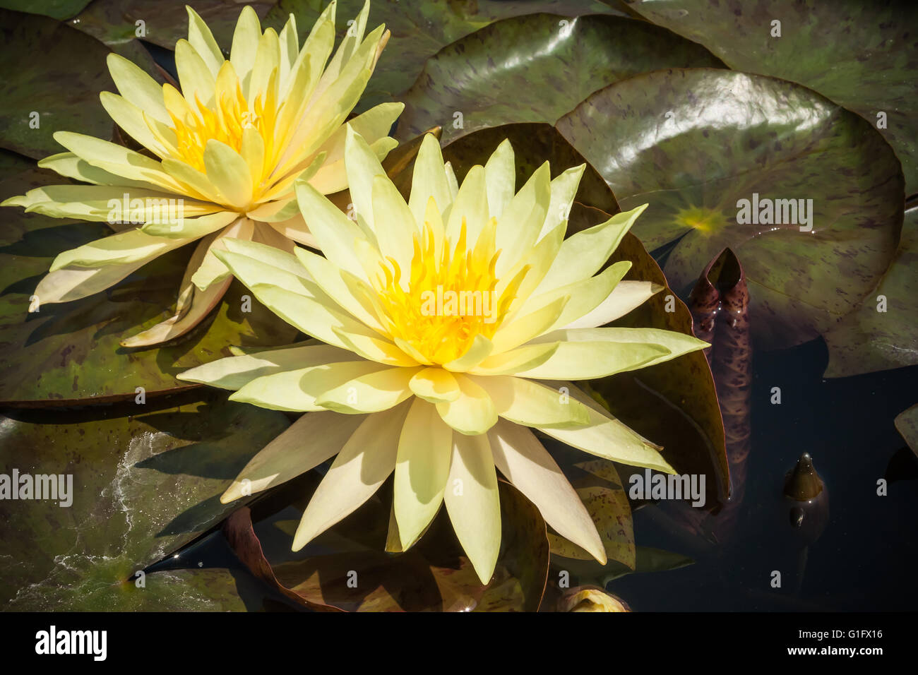 Deux lotus nénuphar jaune ou en fleurs avec des feuilles dans l'étang Banque D'Images