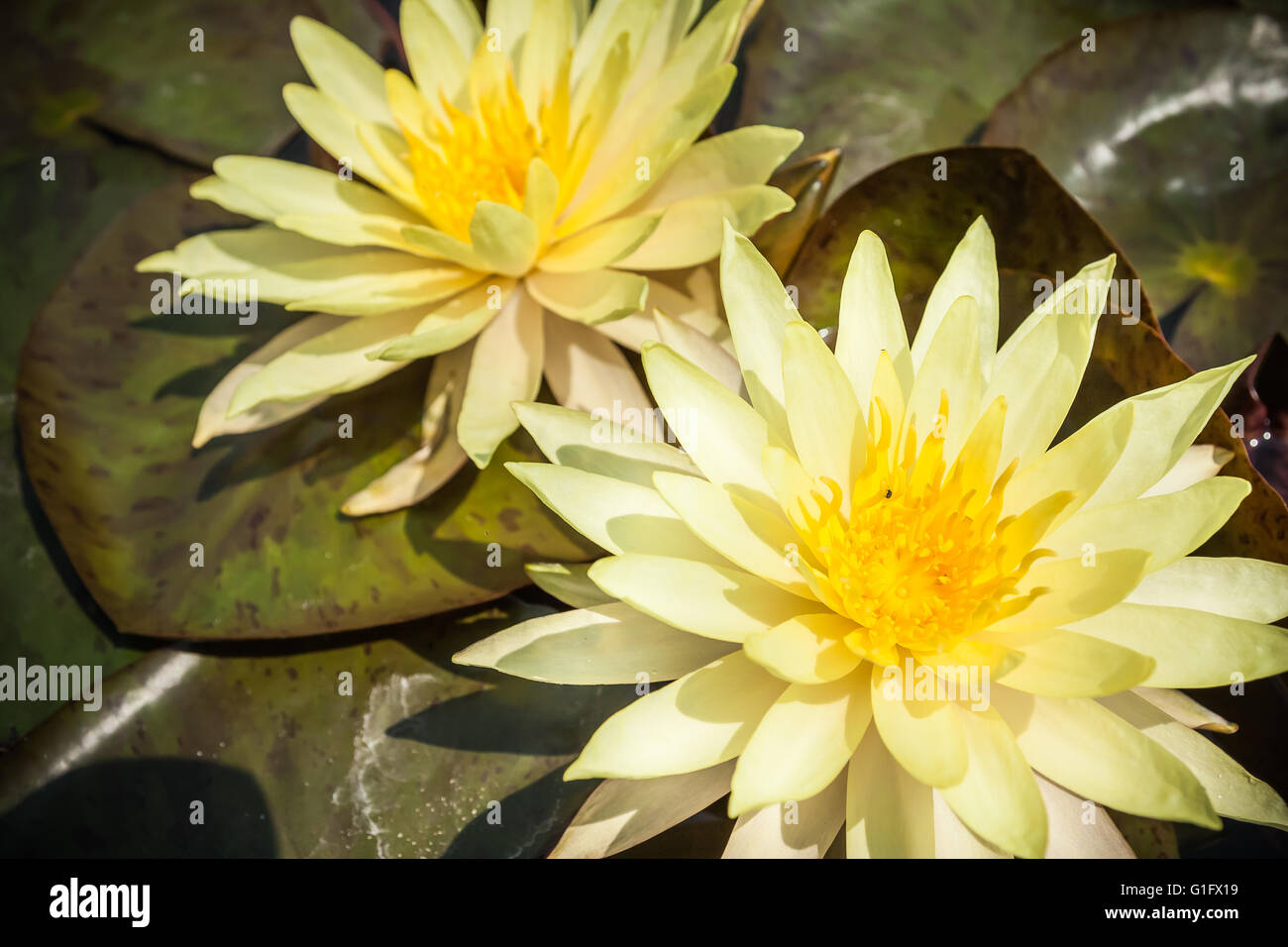 Deux lotus nénuphar jaune ou en fleurs avec des feuilles dans l'étang . Banque D'Images