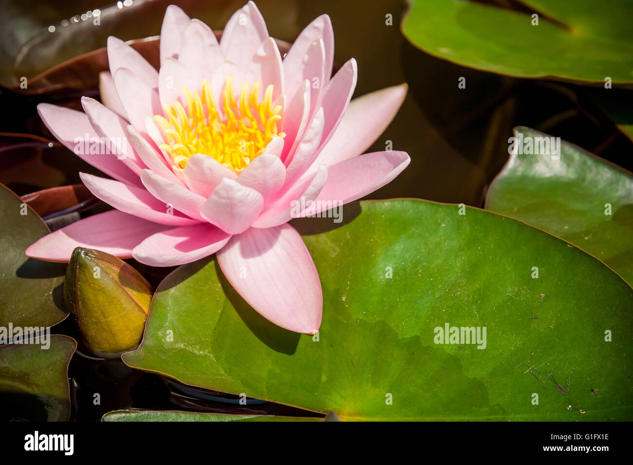 Lotus nénuphar rose ou en fleurs avec des feuilles dans l'étang. Banque D'Images