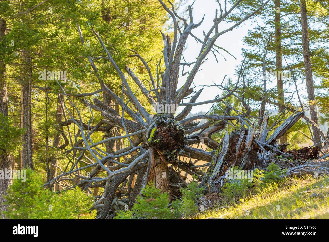 Arbre tombé sur le côté d'une Montana Mountain Banque D'Images