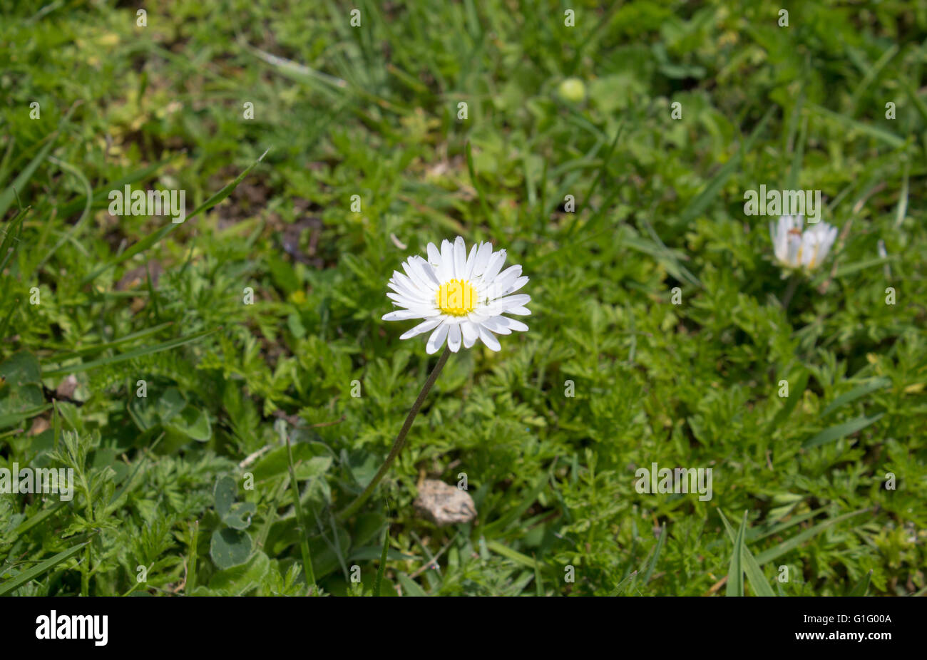 Close up Daisy dans un champ vert Banque D'Images