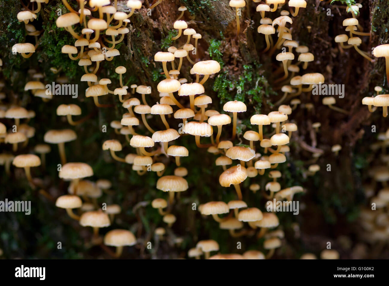 Bouquet de champignons sur une souche d'arbre Banque D'Images
