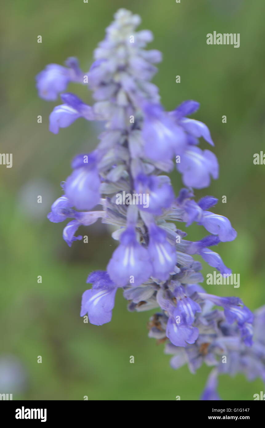 Similaire à de la sauge (Salvia farinacea bleu) libre de Austin au Texas Banque D'Images