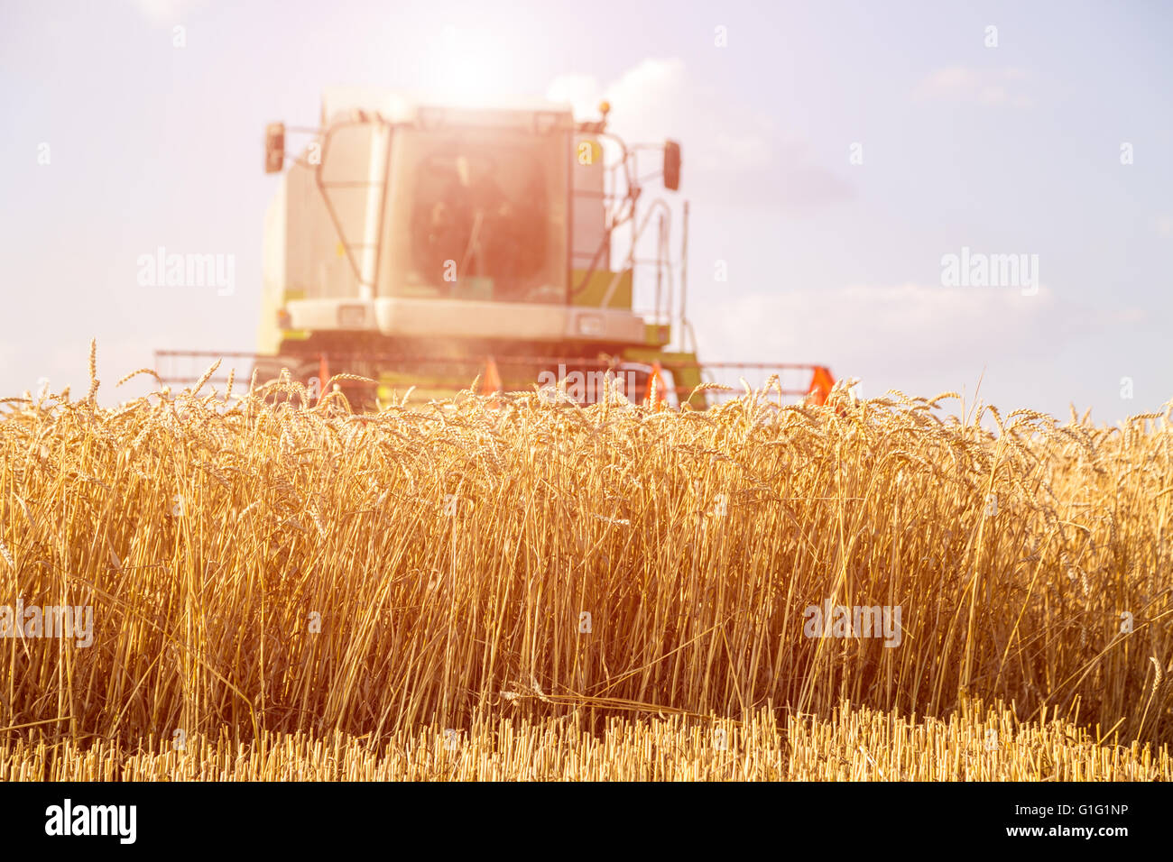 Moissonneuse batteuse en action sur le champ de blé Banque D'Images