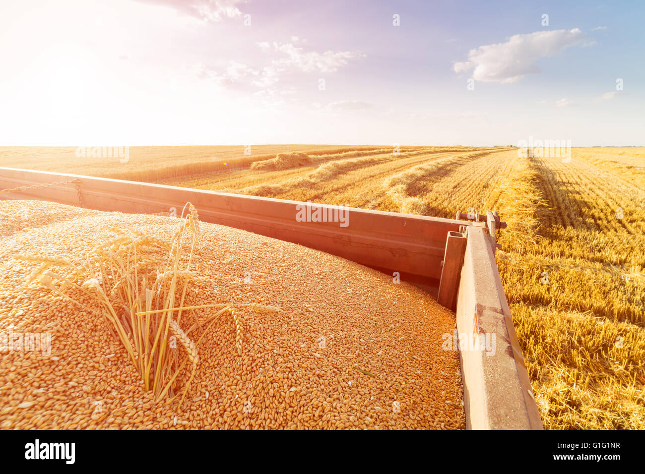 Moissonneuse batteuse en action sur le champ de blé Banque D'Images