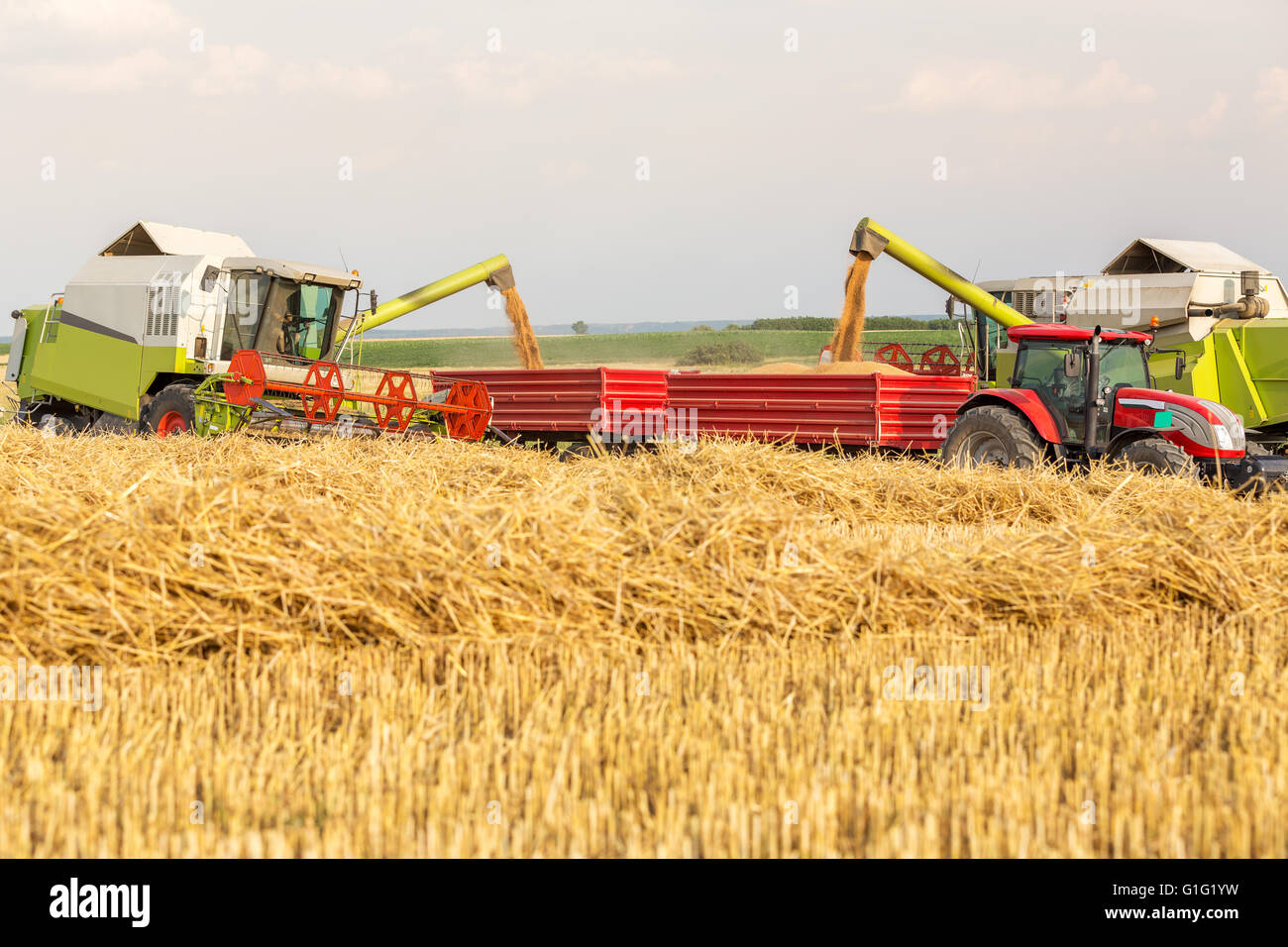 Les grains de blé de la moissonneuse-batteuse en remorque du tracteur Banque D'Images