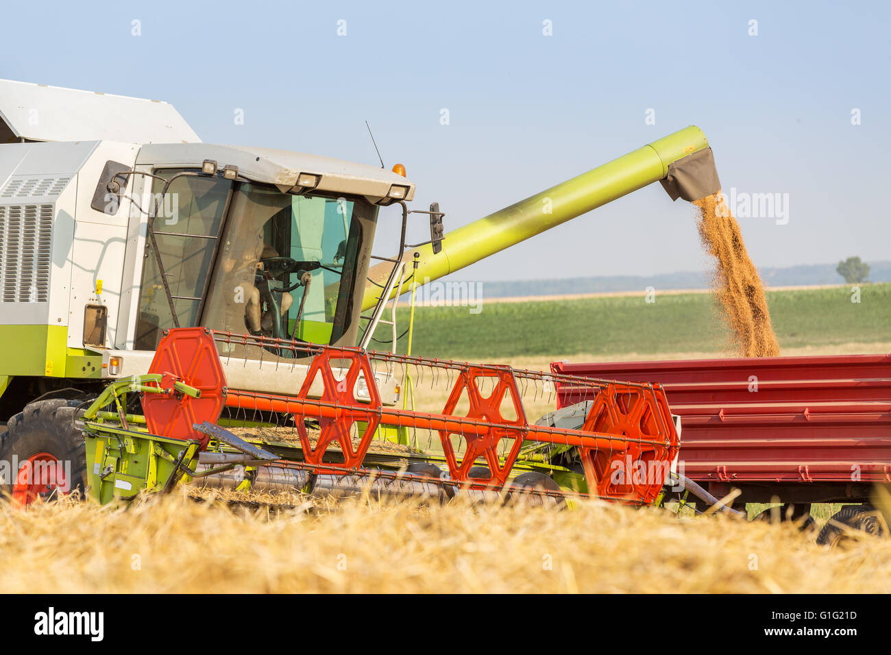 Les grains de blé de la moissonneuse-batteuse en remorque du tracteur Banque D'Images