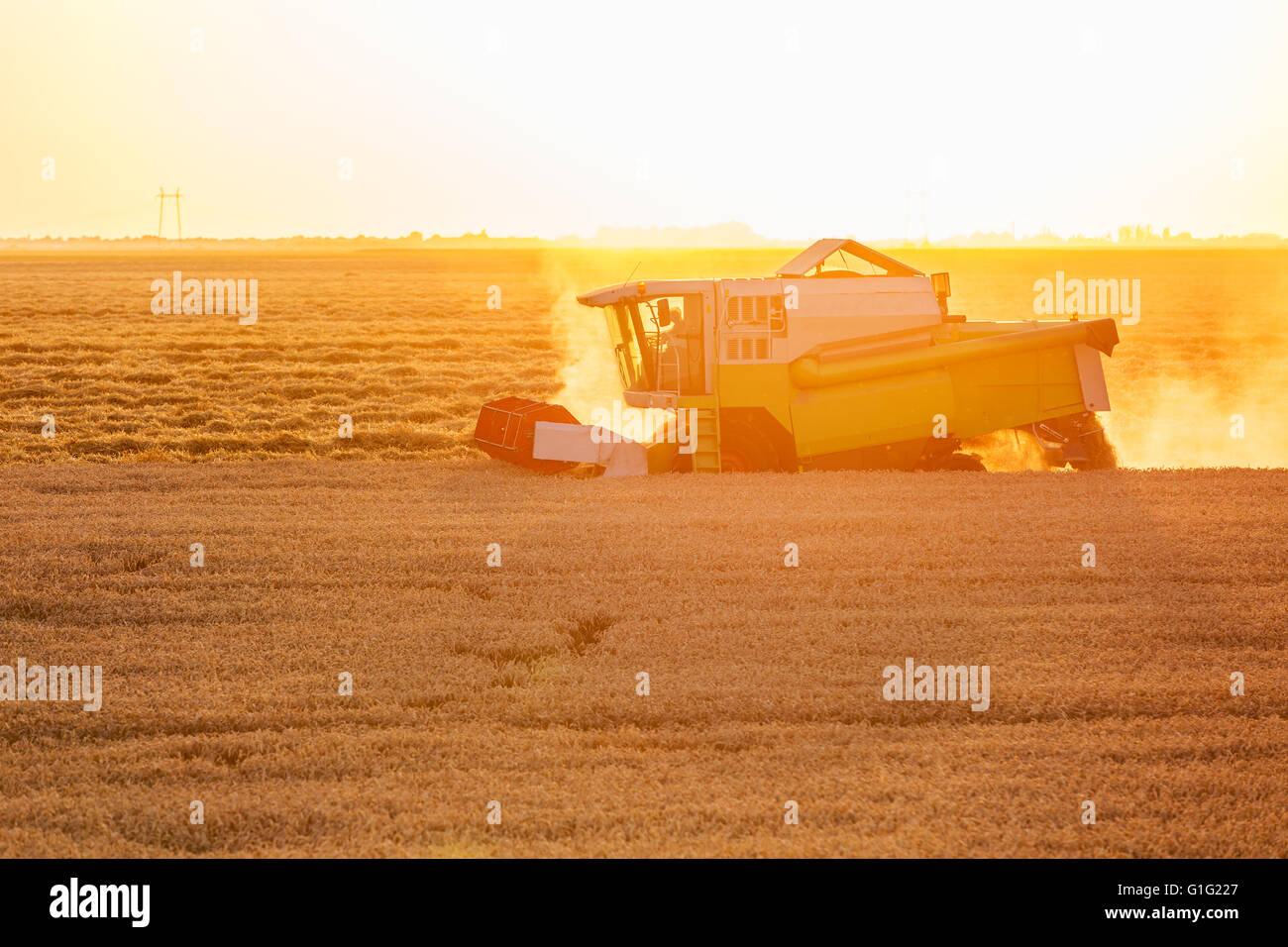 Moissonneuse batteuse en action sur le champ de blé au coucher du soleil Banque D'Images