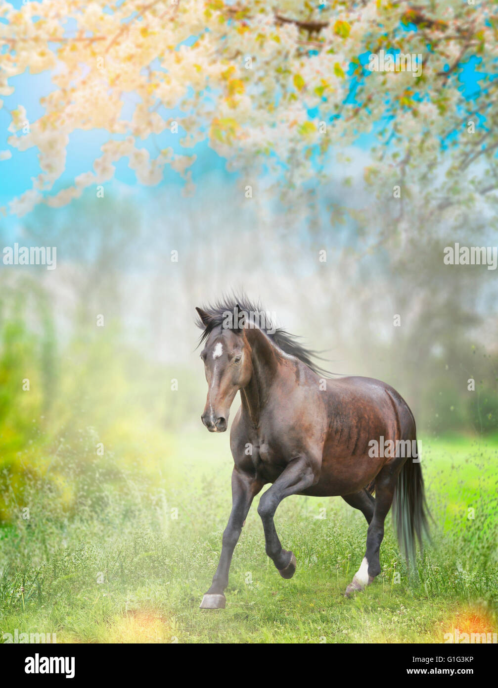 Cheval Noir s'exécutant sur l'herbe verte sur fond nature printemps avec arbres fleuris. Banque D'Images