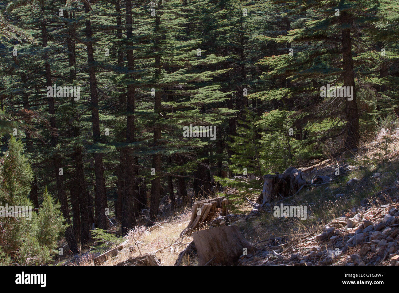 La forêt de cèdres du Liban dans les montagnes, Turquie Banque D'Images