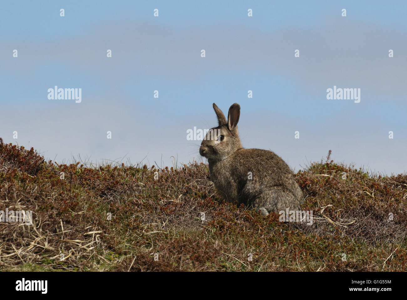 Vue côté lapin Banque D'Images