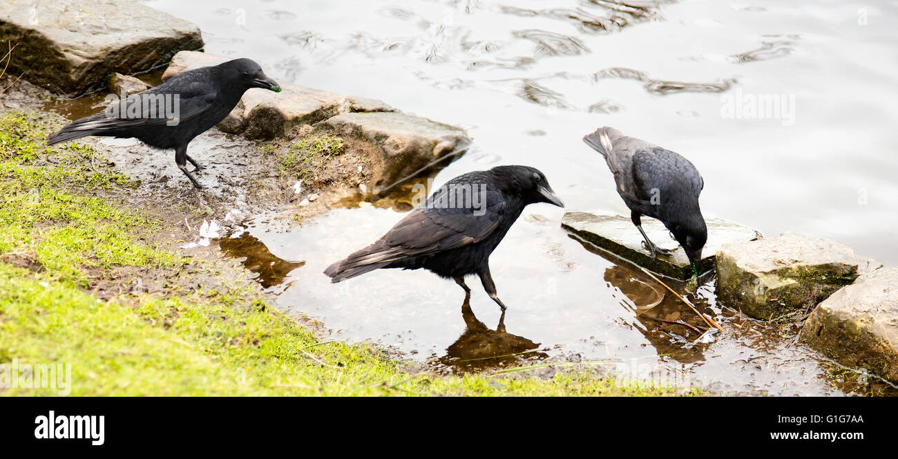 Une black est en action. Cinq images image fusionnée. Banque D'Images