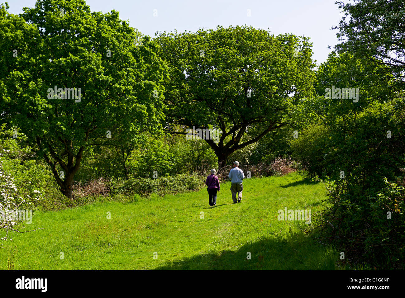 Chemin à travers Fingringhoe Wick, une réserve naturelle de fiducie de la faune d'Essex, Essex, Angleterre Royaume-uni Banque D'Images