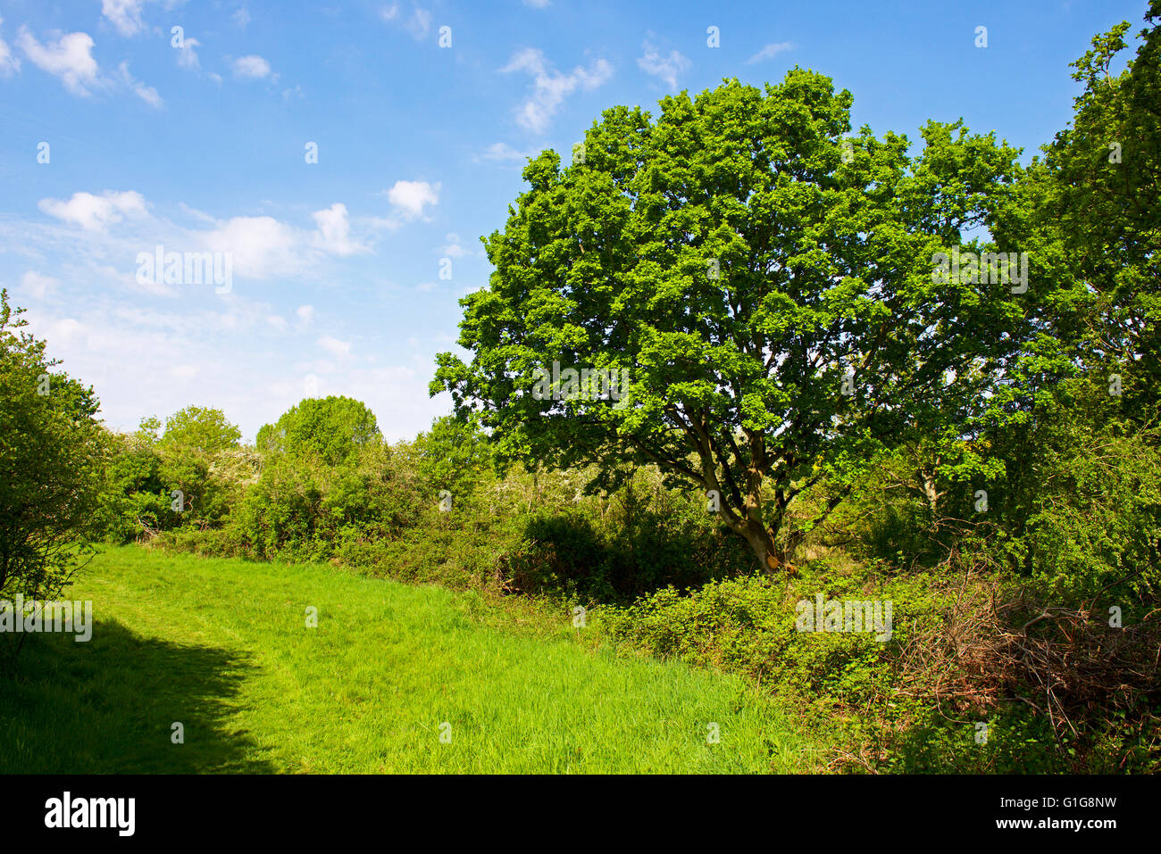 Chemin à travers Fingringhoe Wick, une réserve naturelle de fiducie de la faune d'Essex, Essex, Angleterre Royaume-uni Banque D'Images