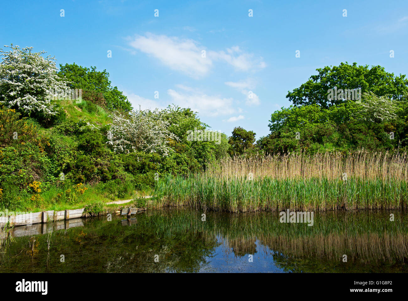 Chemin à travers Fingringhoe Wick, une réserve naturelle de fiducie de la faune d'Essex, Essex, Angleterre Royaume-uni Banque D'Images