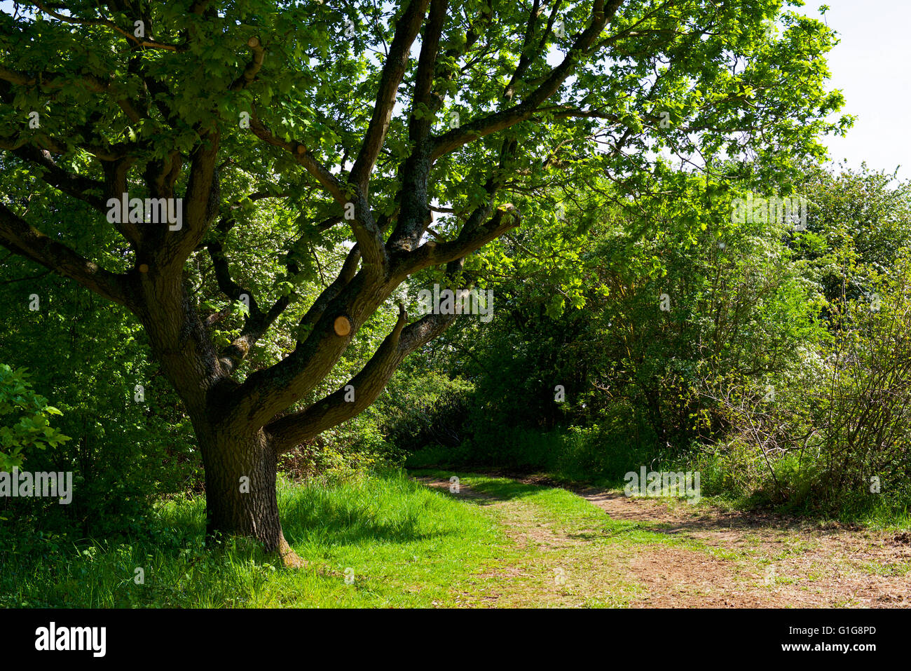 Chemin à travers Fingringhoe Wick, une réserve naturelle de fiducie de la faune d'Essex, Essex, Angleterre Royaume-uni Banque D'Images