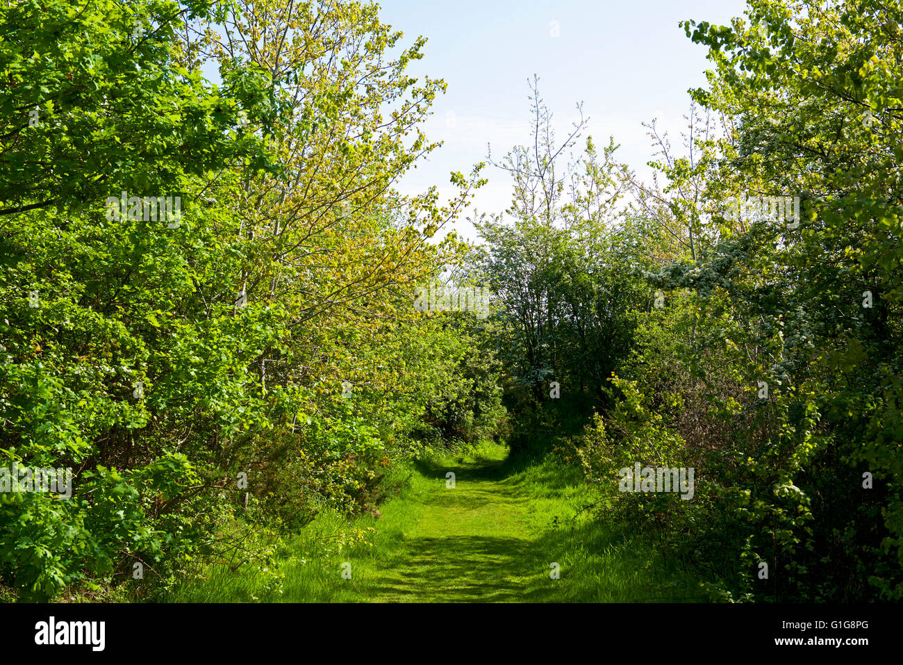 Chemin à travers Fingringhoe Wick, une réserve naturelle de fiducie de la faune d'Essex, Essex, Angleterre Royaume-uni Banque D'Images