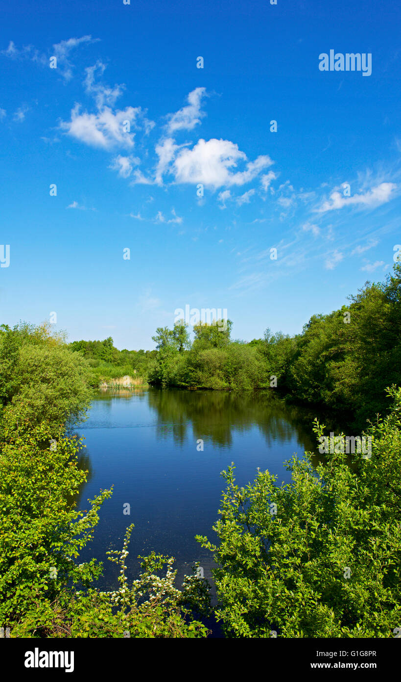 Lac à Fingringhoe Wick, une réserve naturelle de fiducie de la faune d'Essex, Essex, Angleterre Royaume-uni Banque D'Images