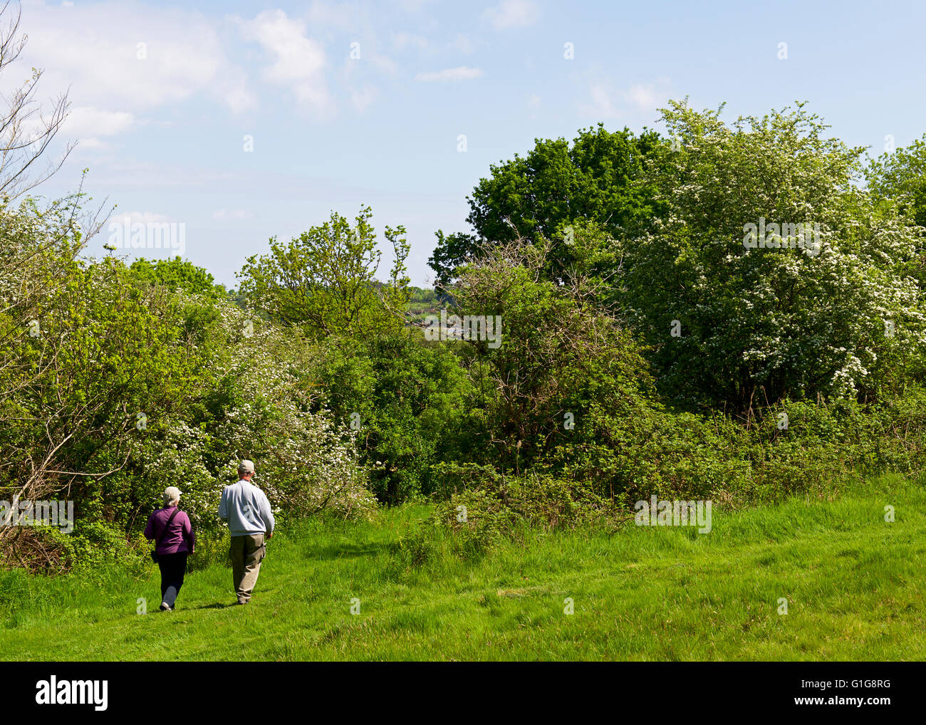 Deux personnes marchant sur le chemin à travers Fingringhoe Wick, une réserve naturelle de fiducie de la faune d'Essex, Essex, Angleterre Royaume-uni Banque D'Images