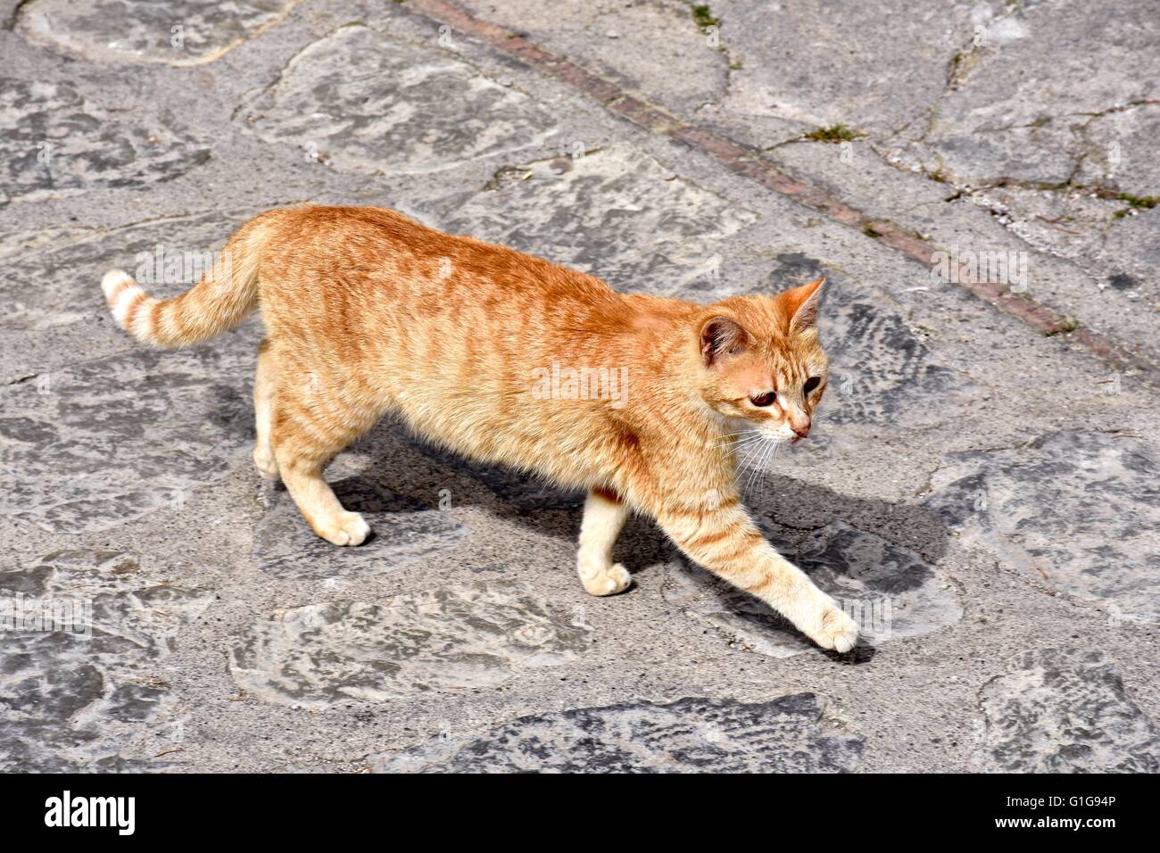 Chat Orange en se promenant dans les rues de l'Italie Banque D'Images