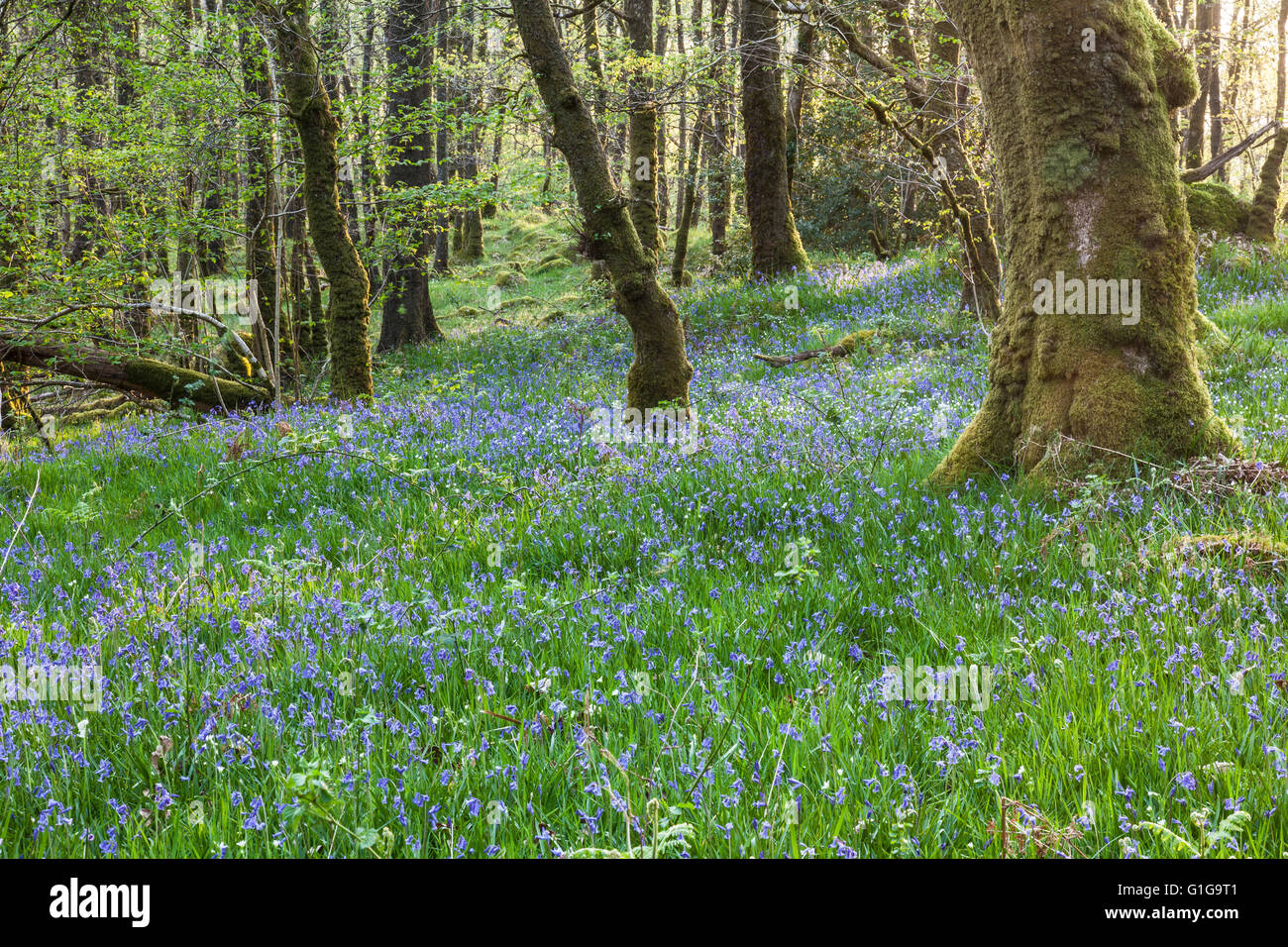 Bluebells (Hyacinthoides non-scripta ) en fleurs à la RSPB Bois de la réserve crie, Dumfries & Galloway, le sud-ouest de l'Écosse Banque D'Images