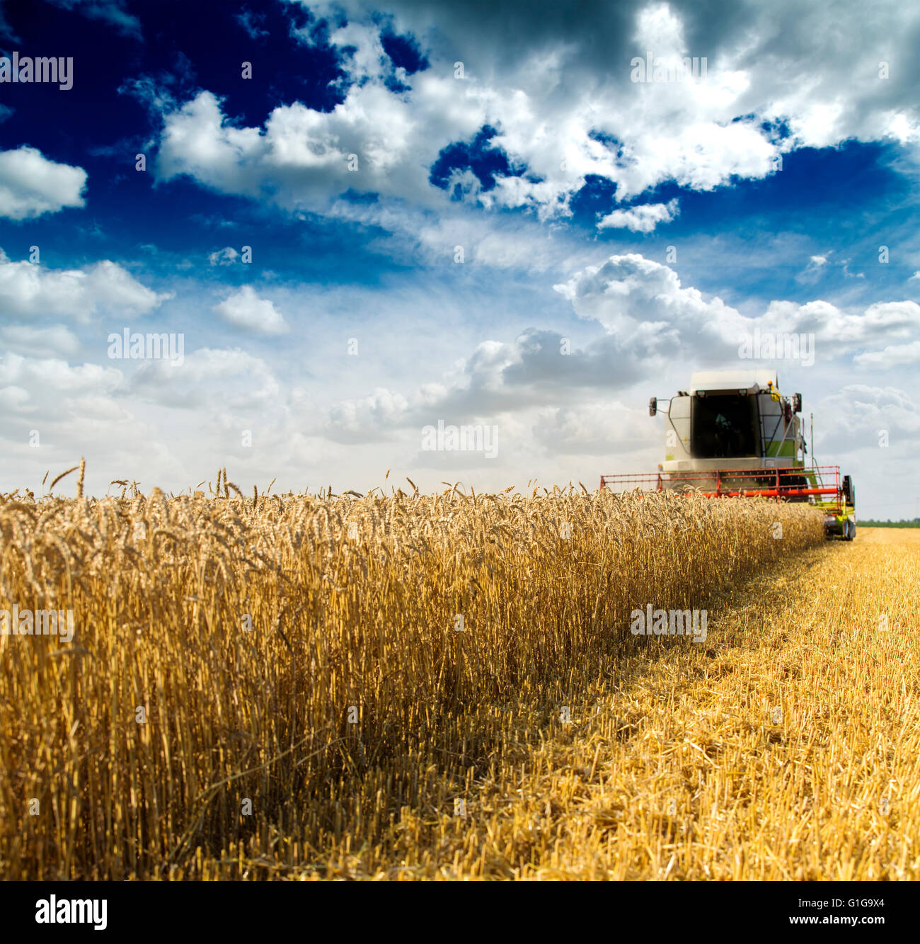 Moissonneuse batteuse en action sur le champ de blé Banque D'Images