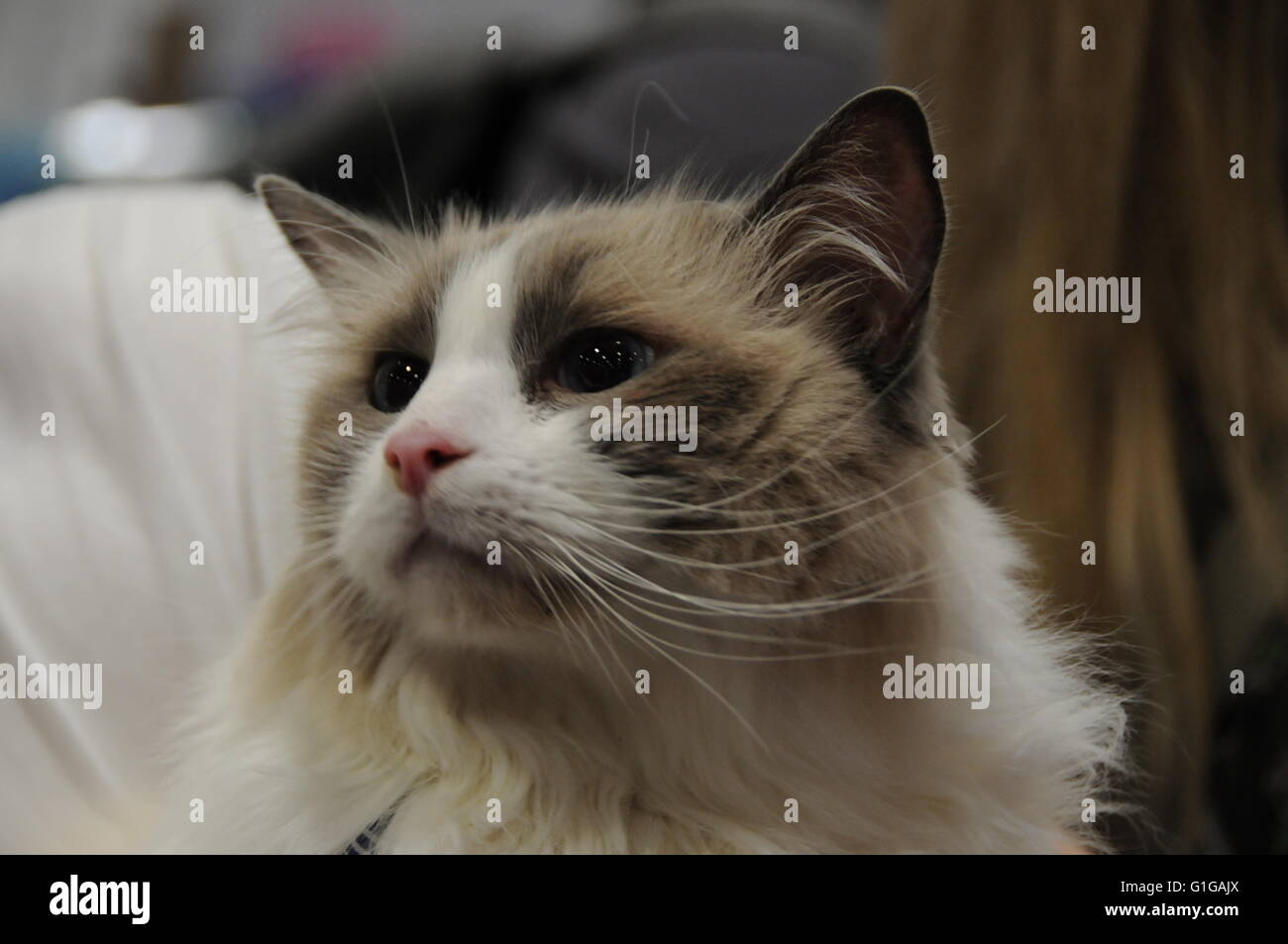 Une poupée de chiffon cat, à la National 2016 Pet Show, tenu à Londres's ExCel Centre. Banque D'Images