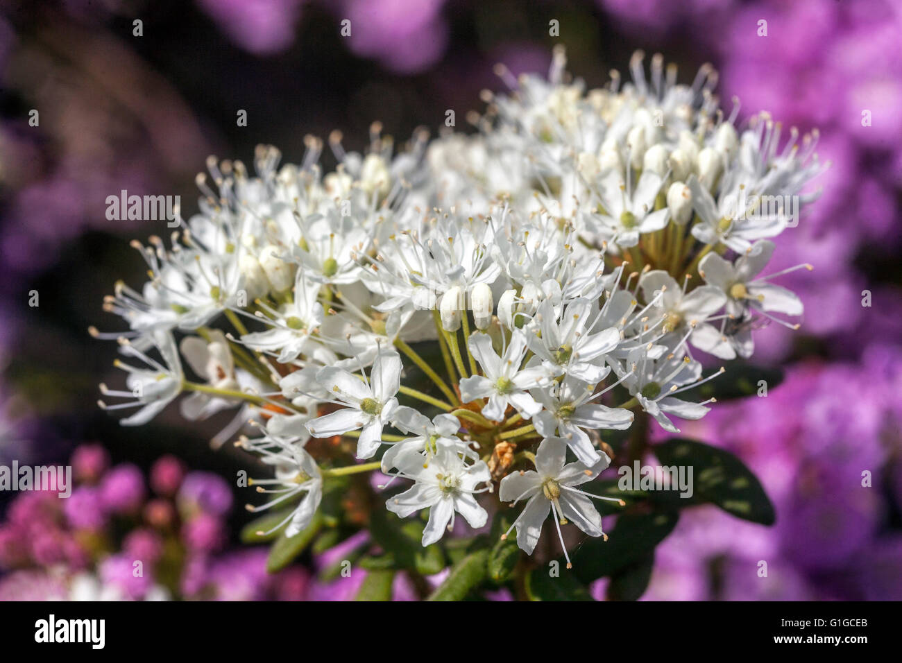 Ledum groenlandicum 'Compactum', le thé du Labrador, Banque D'Images