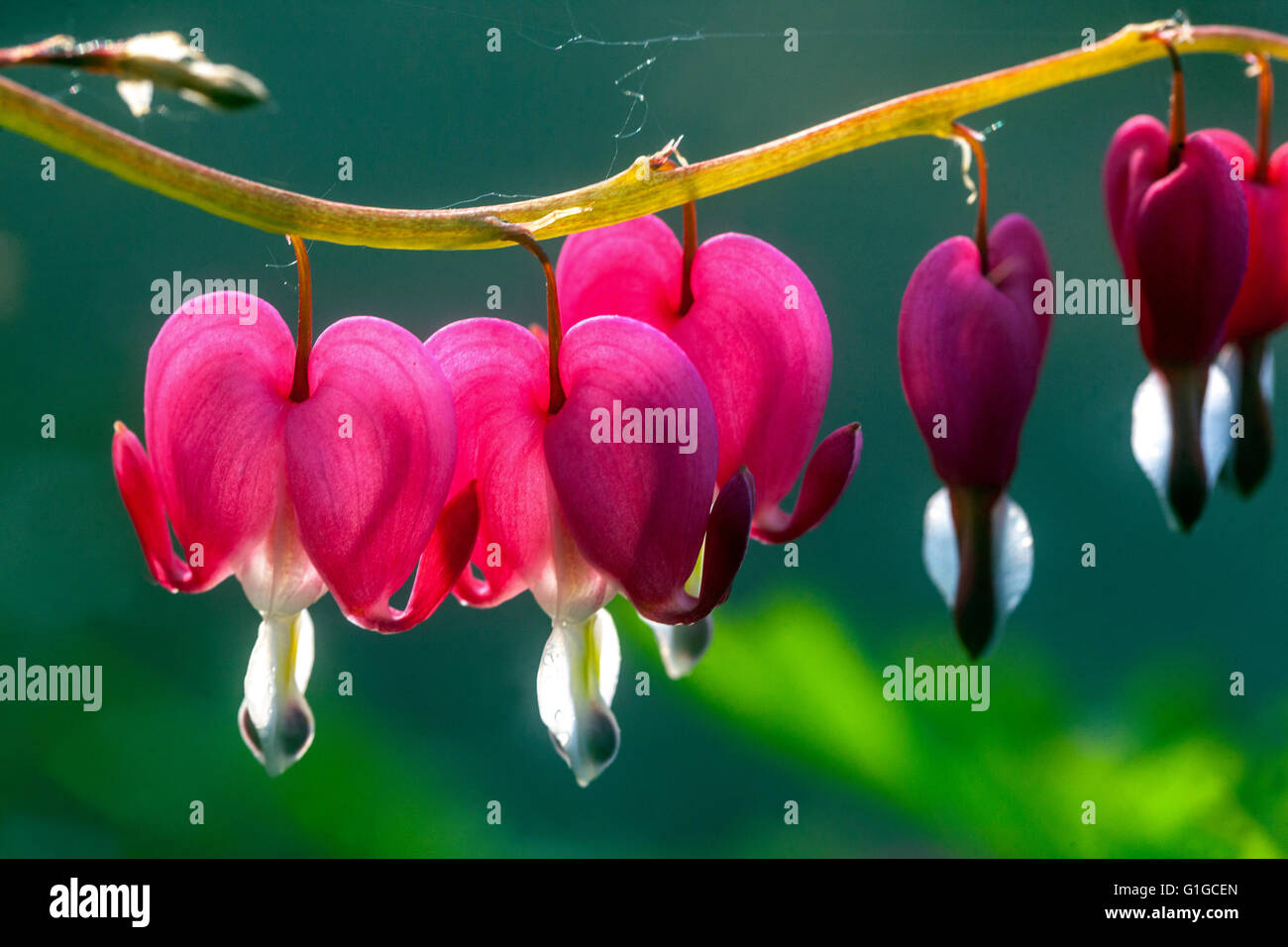 Dicentra spectabilis ou Lamprocapnos spectabilis. Saigner les cœurs Banque D'Images