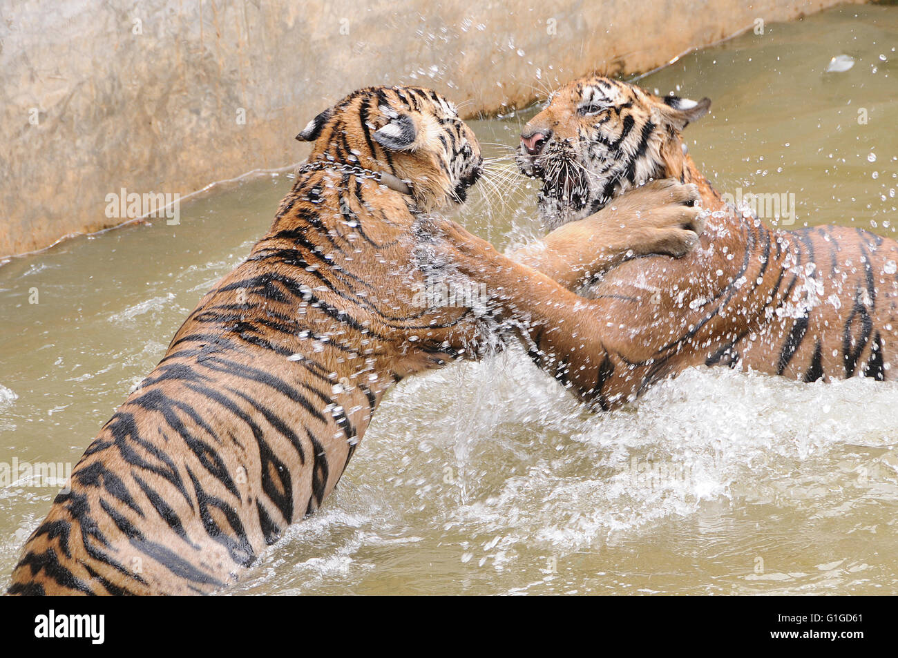 Relations sérieuses in tigres dans la piscine, Wat Pa Luangta Maha Bua, Thaïlande Banque D'Images