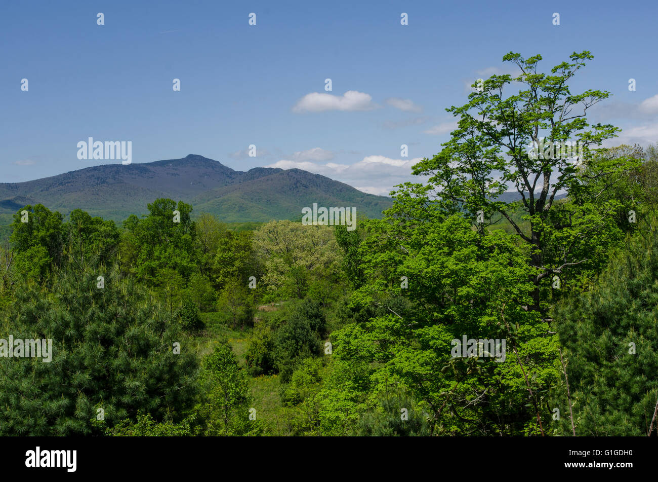 Avis de Grandfather Mountain à partir d'un sentier de randonnée dans les montagnes Blue Ridge. Banque D'Images